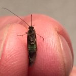 Kettle 2020 Green Caddis Belly.jpg