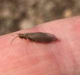 Kettle 2020 Tan Caddis Profile.jpg