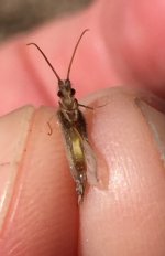 Kettle 2020 Tan Caddis Belly.jpg