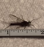 Kettle 2020 Mystery Spinner Measured.jpg