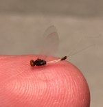 Kettle 2020 Neat Little Spinner2.jpg