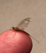 Kettle 2020 Spinner2.jpg