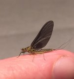 Kettle 2020 BWO Profile.jpg