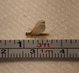 EBCR PED Measured.jpg