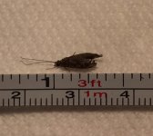 EBCR Caddis Measured.jpg