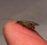 EBCR Caddis Profile.jpg