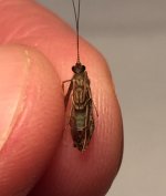 EBCR Caddis Belly.jpg