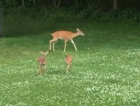 Doe with 2 fawns.jpg