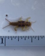 SRC Stonefly Measured1.jpg