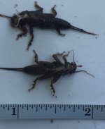 SRC Stonefly Cases Measured.jpg
