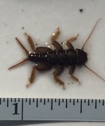 SRC Stubby Stonefly2.jpg