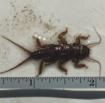 Large Stonefly3.jpg