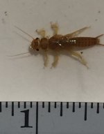 SRC Young Stonefly4.jpg