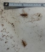 SRC Various size Stoneflies.jpg