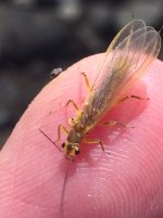 SRC Stonefly Dry Profile1.jpg
