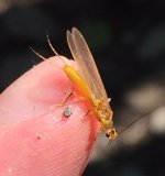 SRC Stonefly Dry Profile2.jpg