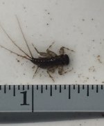 SRC Mayfly Nymph1 Measured.jpg