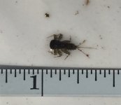 SRC Mayfly Nymph2.jpg