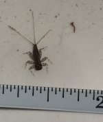 SRC Nice Mayfly Nymph to scale.jpg