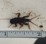 SRC Stonefly8 Measured.jpg