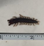 SRC Hellgrammite.jpg