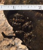 SRC Cases under Rocks2.jpg