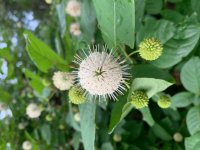 Button Bush.jpg