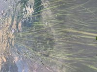 Eelgrass.jpg