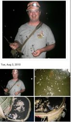 whitefly .jpg
