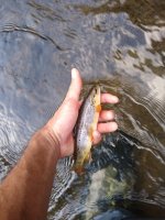 IMG_20200811_182937989.jpg