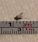 CR Tiny BWO  Measured.jpg
