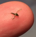 CR Tiny BWO top view.jpg