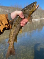 teal trout.jpg