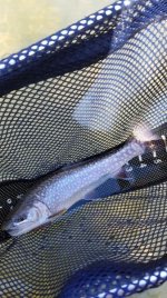 brookie 3.jpg