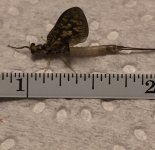 Green Drake male Measured May 2021.jpg