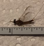 March Brown Spinner May 2021.jpg