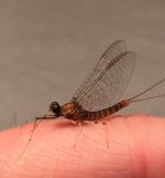March Brown Spinner Profile May 2021.jpg