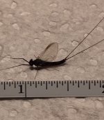 Black Quill Measured May 2021.jpg