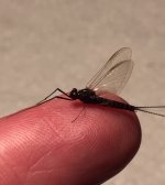 Black Quill Profile May 2021.jpg