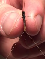 Black Quill Belly May 2021.jpg