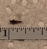Small Rusty Spinner Measured May 2021.jpg