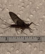 March Brown Measured May 2021.jpg