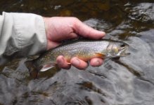 Brook Below Cross Fork.jpg