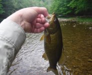 SM Bass.jpg
