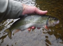 Fallfish.jpg