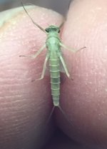 Allegheny River Small BWO Belly.jpg