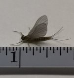 Allegheny River Small BWO Measured.jpg