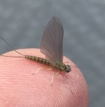 Allegheny River Small BWO Profile.jpg