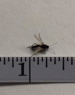 Allegheny River Black Midge Measured.jpg