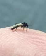 Allegheny River Black Midge Profile.jpg